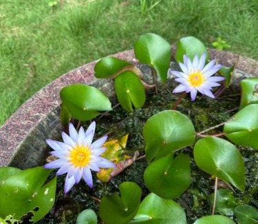 Guoxing Cabin | 寵物友善 漫步森活 九樺落羽松民宿