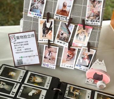 Taitung City Centre House | 小貓兩三隻民宿 Kittens B&B 貓咪民宿&寵物友善