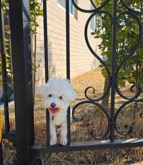 Ganghwa House | 강화펫비하우스