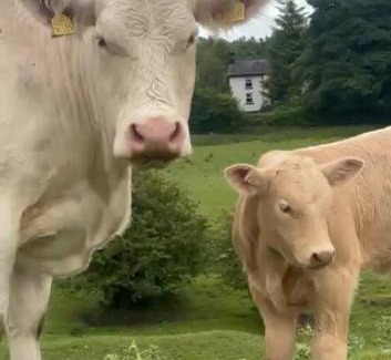 Tudenham Villa | 100 year old family farmhouse