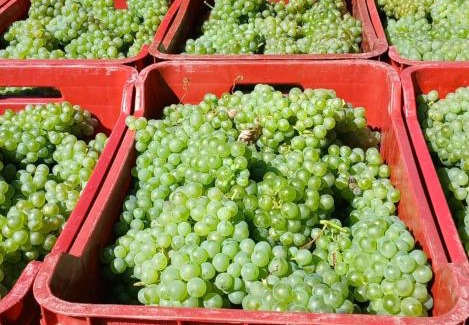 Acqui Terme Apartment | 1929 Wine Food Relax Agriturismo