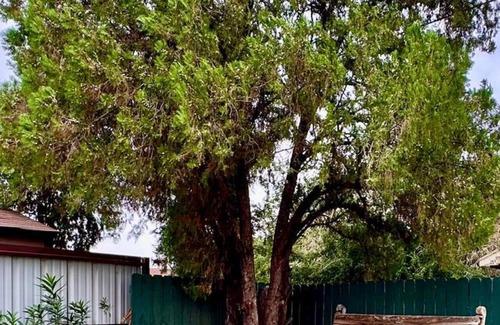 Las Cruces Apartment | 2 bd w/lrg fenced yard 3 mins from farmers market