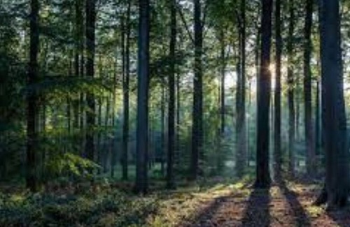 Diamond Point House | 3 bedroom house , 5 guests only, beach 3 miles away on Hubble Bay Lake George.