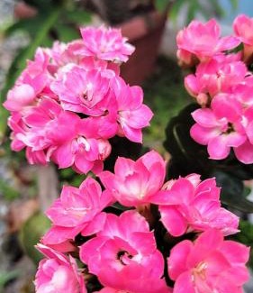 Arraial d'Ajuda Bed & Breakfast | 4 Elementos Guest House