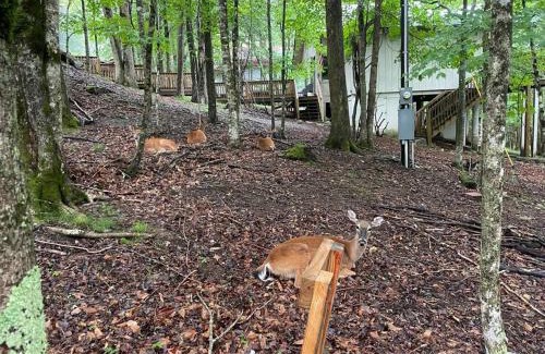 Charter Hills Ski Chalet | A Frame Beech Mountain Cabin 5 minutes from ski resort.