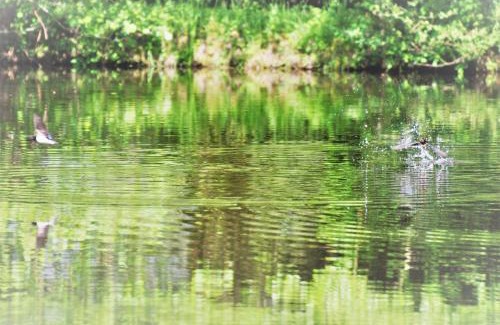 Renac House | A Private Lakeside Retreat-Do You Love Nature
