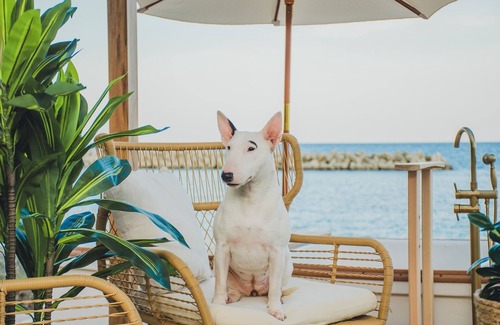 Sado House | A310to Dog: Sakashima Dog Resort