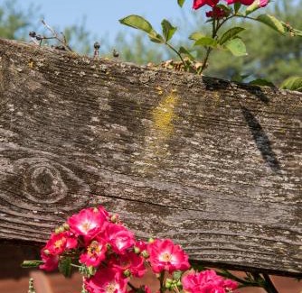 Tesero Apartment | Agritur Artemisia