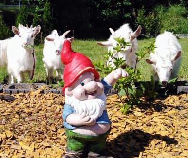 gmina Liniewo Resort | Agroturystyka u Cezarego