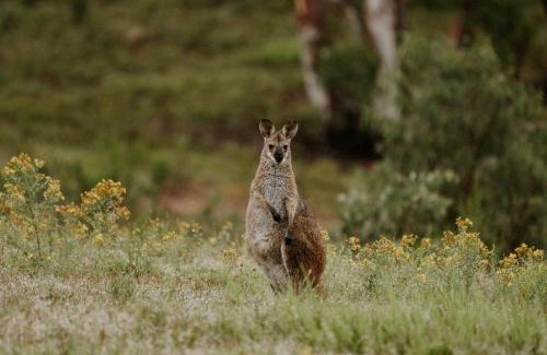 Running Stream Other | Akuna Estate - Adults Only Luxury Glamping