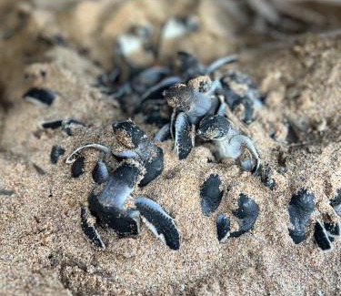 Rekawa Hotel | All View Resort