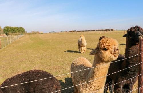 Welby House | Alpaca Lodge