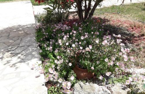 Paliki Apartment | Ammodares