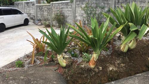 Wotten Waven Apartment | Anthurium Apartment