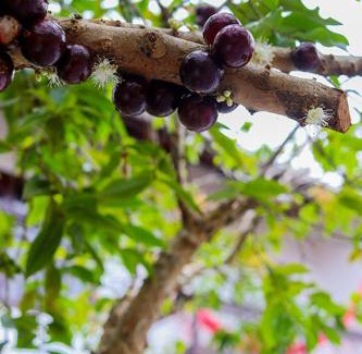 Pomerode Apartment | Apê Jabuticabeira