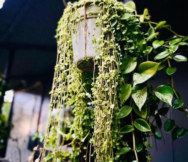 Uvita Apartment | Apartamentos Equipados DMR #3