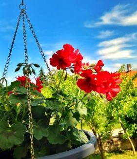 Golubac Apartment | Apartman Aurora