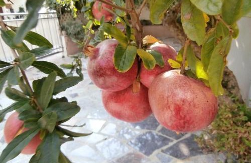 Znjan Apartment | Apartments Cordis