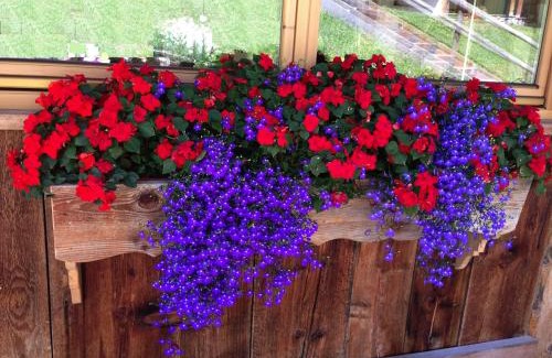 Penia Apartment | Appartamenti Chalet Orchidea