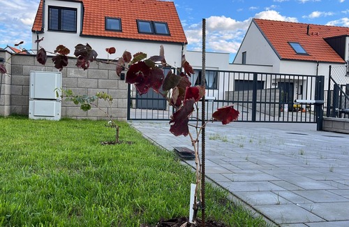 Mikulov Apartment | Appartment Mikulov gardens A2 - the view to romantic castle + gardens, NEW HOUSE