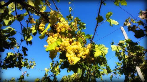 Trecase Bed & Breakfast | B&B Casa di Donna