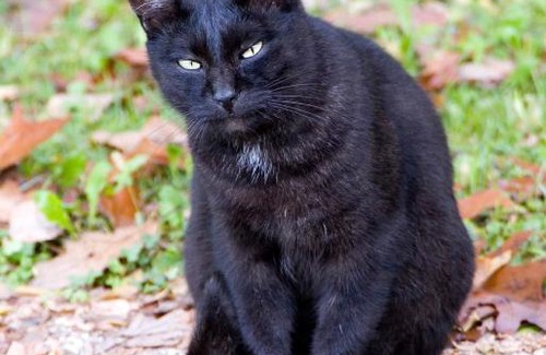 Sarmede Bed & Breakfast | B&B La Casa in Collina