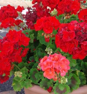 Montemerano Bed & Breakfast | B&B La Piaggia