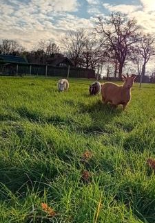 Liessel Bed & Breakfast | B&B Typisch Lelies