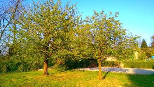 Mornago Bed & Breakfast | B&B Vinago Belvedere