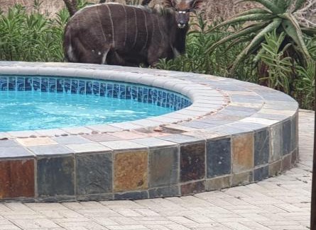 Pongola Cabin | Belvedere Game Ranch