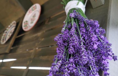 Rakoczifalva Apartment | Berkó Vendégház