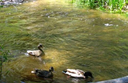 June Lake House | Birch Creek #8 - 2BR/1.5BA