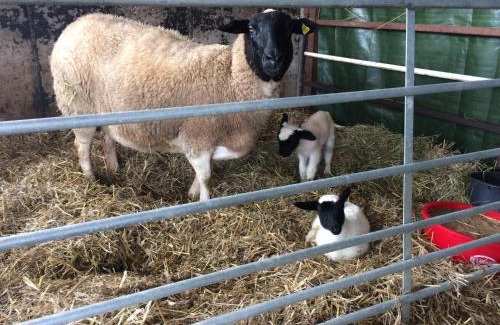 Glatten House | Blockhaus Almhütte Wiesenglück
