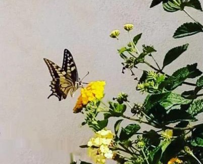 Favignana Apartment | Blu Vacanze Residence