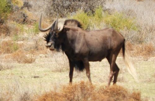 Plathuis House | Bobbejaankrans, Touwsberg Game and Nature Reserve