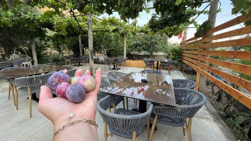 Borsh House | Borsh Selavi Guest House