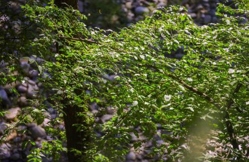 Rade Resort | Bregu Village Spa