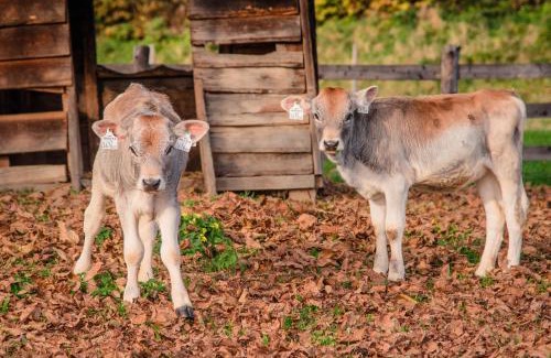 Pfarrwerfen Apartment | Brotzeitalm