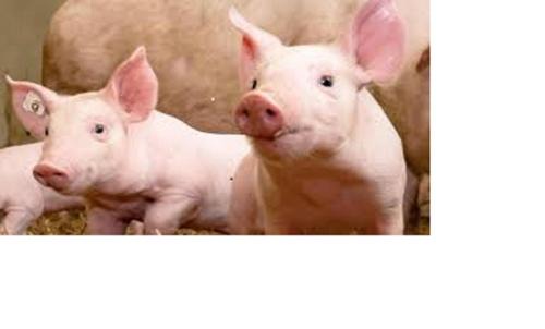 Pfarrwerfen Apartment | Brotzeitalm