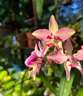 Allacapan House | Bulo Cottage & Garden