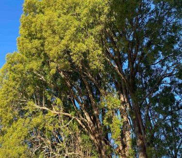 Queilen House | Cabaña Encanto del humedal Aituy