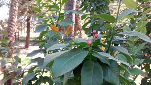 Termas de Rio Hondo Cabin | Cabañas Ensueño del Lago