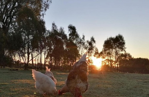 Chonchi House | Cabañas Los Maitenes
