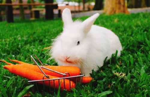 Barro Branco Ski Chalet | Cabana Montana Viva Cada Momento