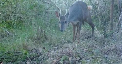 Pantano Grande Ski Chalet | Cabana no Rincão Gaia