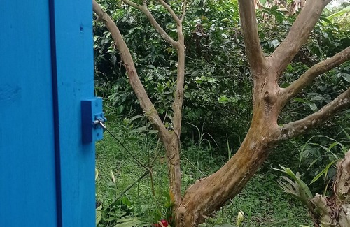 Salento Cabin | Cabin in the Salento cloud forest