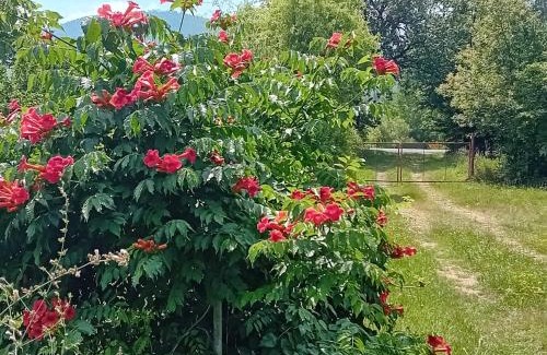Copalnic-Manastur Cabin | Camera Toamnei