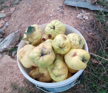 Diber Other | Campeggio2A