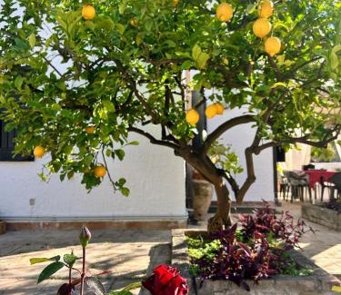 Recanati Apartment | Casa accanto alla spiaggia con giardino e quiete