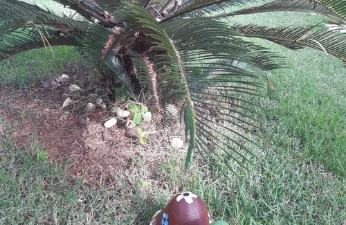 Saquarema Apartment | Casa Coral em Saquarema